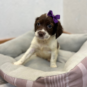 English Springer Spaniel Puppy Miracle