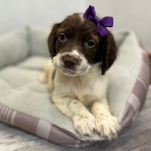 English Springer Spaniel Puppy Miracle