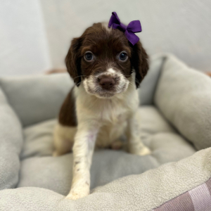 English Springer Spaniel Puppy Miracle