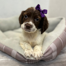 English Springer Spaniel Puppy Miracle