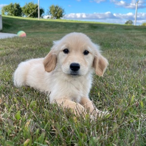 Golden Retriever Puppy Angela