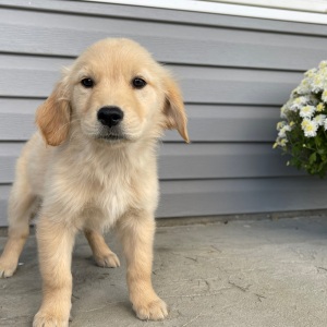 Golden Retriever Puppy Angela