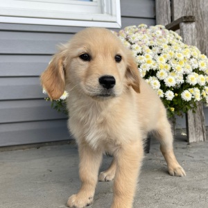 Golden Retriever Puppy Angela