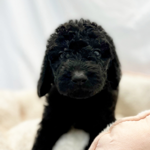 Labradoodle Puppy Elex
