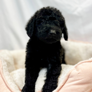Labradoodle Puppy Elex