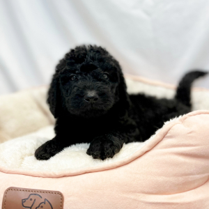 Labradoodle Puppy Elex