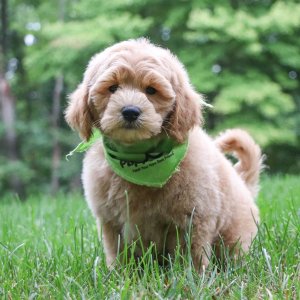 Goldendoodle Puppy Axton