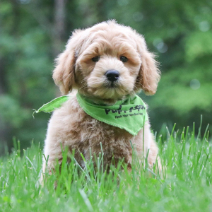 Goldendoodle Puppy Axton