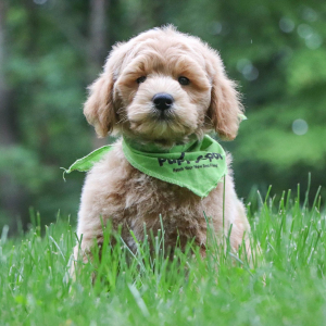 Goldendoodle Puppy Axton