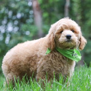 Goldendoodle Puppy Axton