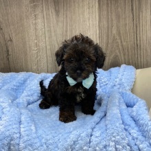 Havapoo Puppy Quin