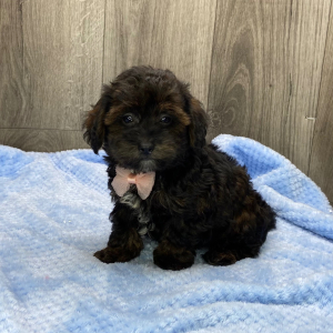 Havapoo Puppy Quin