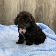 Havapoo Puppy Quin