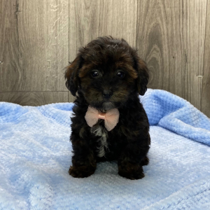 Havapoo Puppy Quin