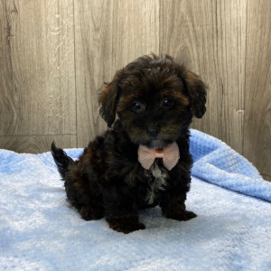 Havapoo Puppy Quin
