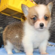 Pembroke Welsh Corgi Puppy Mars