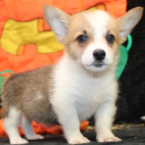 Pembroke Welsh Corgi Puppy Mars