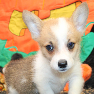 Pembroke Welsh Corgi Puppy Mars