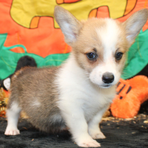 Pembroke Welsh Corgi Puppy Mars