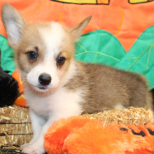 Pembroke Welsh Corgi Puppy Mars