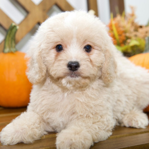 Cavapoo Puppy Abbie