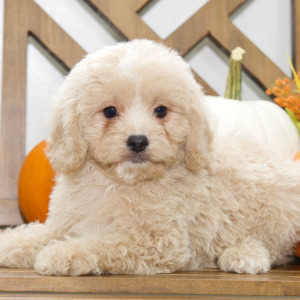 Cavapoo Puppy Abbie
