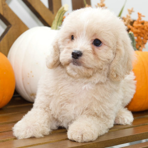Cavapoo Puppy Abbie
