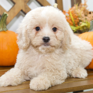 Cavapoo Puppy Abbie