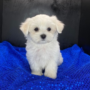 Maltese Puppy Caleb
