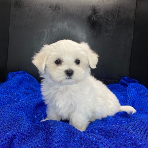 Maltese Puppy Caleb