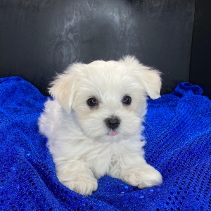 Maltese Puppy Caleb