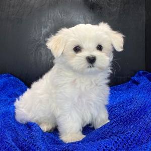 Maltese Puppy Caleb