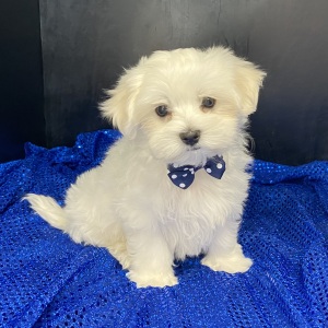 Maltese Puppy Caleb
