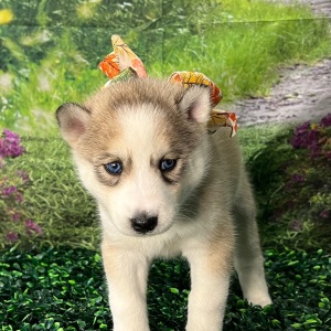 Siberian Husky Puppy Alissa