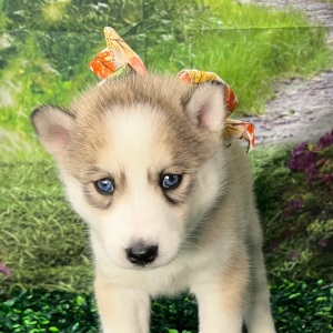 Siberian Husky Puppy Alissa