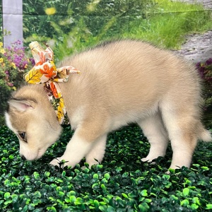 Siberian Husky Puppy Alissa