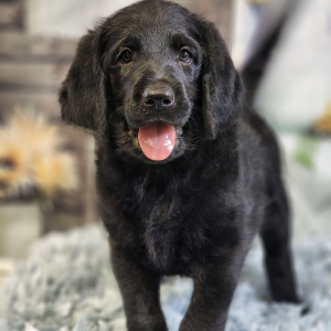 Labradoodle Puppy Rambo