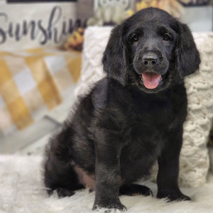 Labradoodle Puppy Rambo