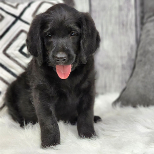 Labradoodle Puppy Rambo