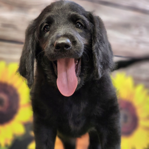 Labradoodle Puppy Rambo