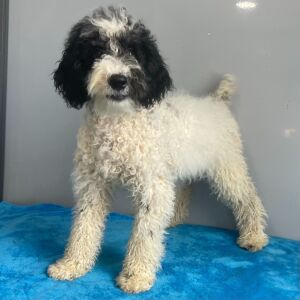 Poodle Puppy Bristol