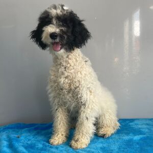 Poodle Puppy Bristol