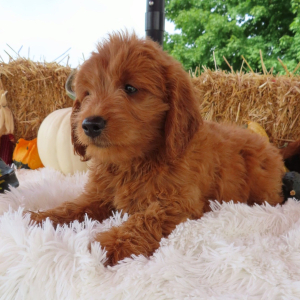 Goldendoodle Puppy Sadie