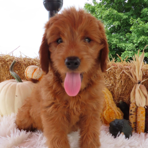 Goldendoodle Puppy Sadie
