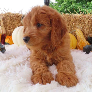 Goldendoodle Puppy Sadie