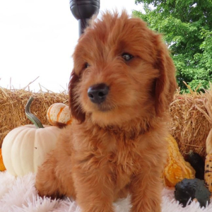 Goldendoodle Puppy Sadie