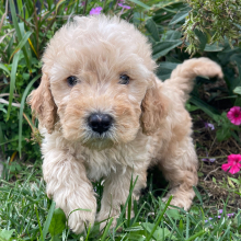Goldendoodle Puppy Ken