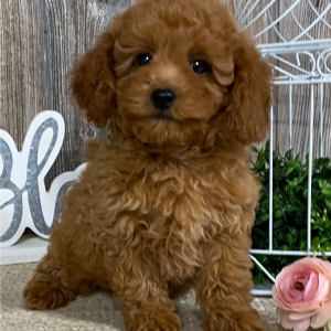 Cavapoo Puppy Daphne