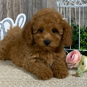 Cavapoo Puppy Daphne