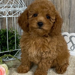 Cavapoo Puppy Daphne